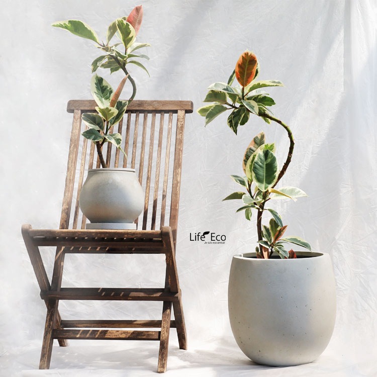 観葉植物 フィカス・ティネケ（斑入り）曲げ / 5寸・約W35cm×H70cm