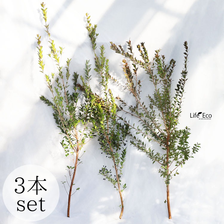 切り枝（枝物）ギンバイカ（銀梅花・銀香梅・マートル）約120cm【3本セット】【送料F】