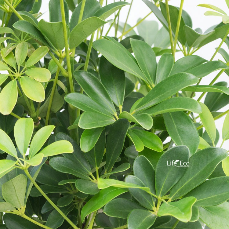 観葉植物 大型 シェフレラ・ホンコン スタンド仕立 / 8寸・約W55×H130 