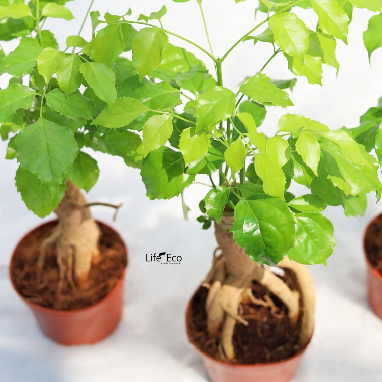 観葉植物 ヘテロパナックス・フレグランス / 3寸・約H35cm【3株セット】【送料E】