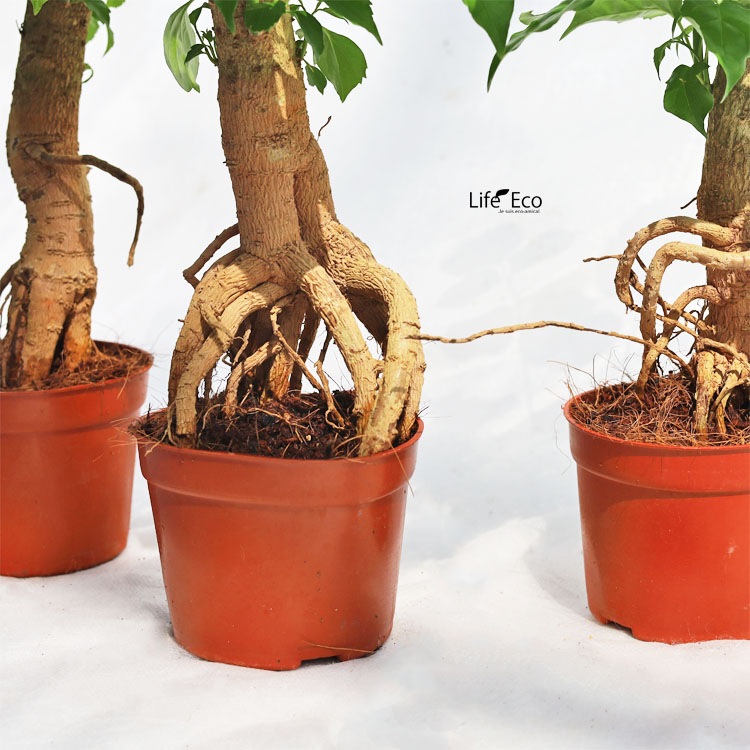 観葉植物 ヘテロパナックス・フレグランス / 3寸・約H35cm【3株セット】【送料E】