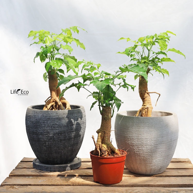 観葉植物 ヘテロパナックス・フレグランス / 3寸・約H35cm【3株セット】【送料E】