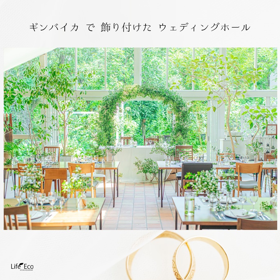 切り枝（枝物）ギンバイカ（銀梅花・銀香梅・マートル）約120cm【5本セット】【送料F】