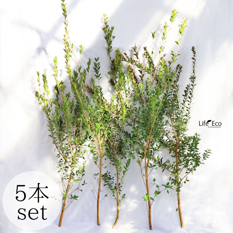 切り枝（枝物）ギンバイカ（銀梅花・銀香梅・マートル）約120cm【5本セット】【送料F】