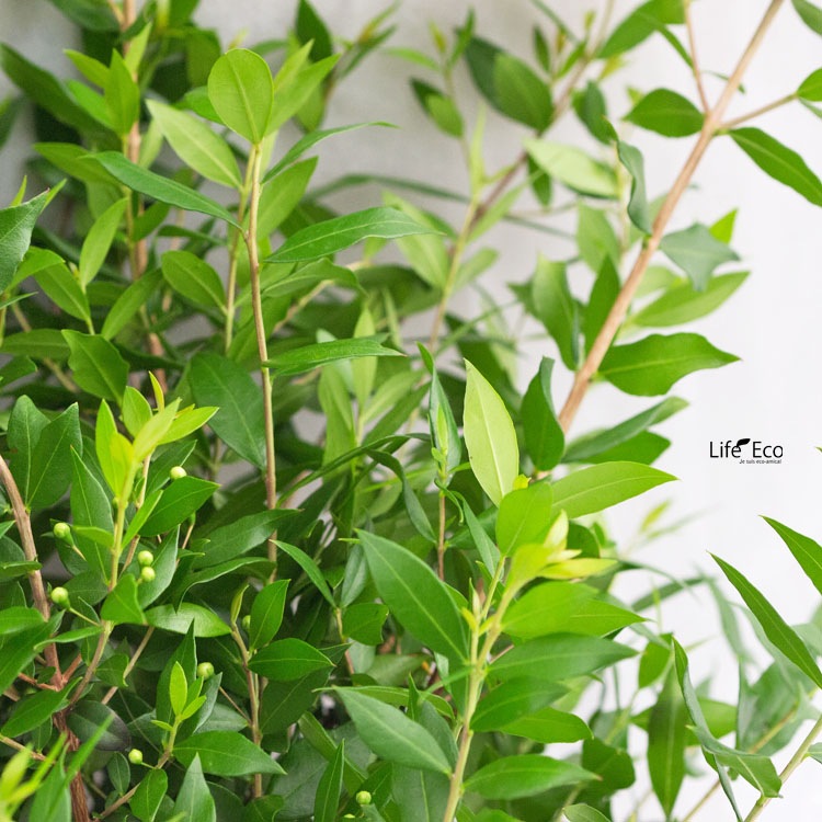 切り枝（枝物）ギンバイカ（銀梅花・銀香梅・マートル）約120cm【5本セット】【送料F】