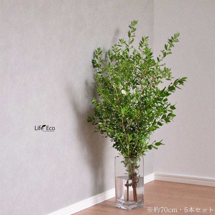 切り枝（枝物）ギンバイカ（銀梅花・銀香梅・マートル）約120cm【5本セット】【送料F】