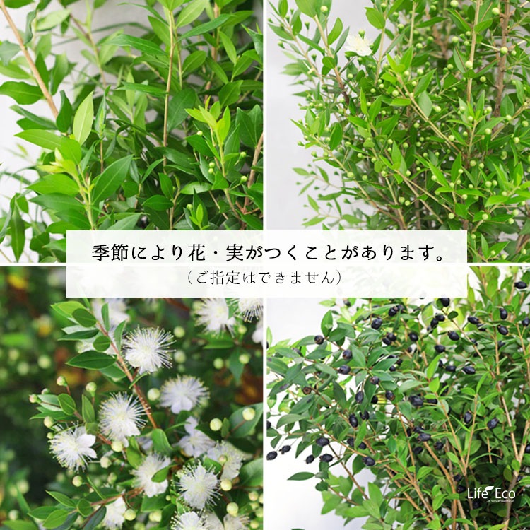 切り枝（枝物）ギンバイカ（銀梅花・銀香梅・マートル）約120cm【5本セット】【送料F】