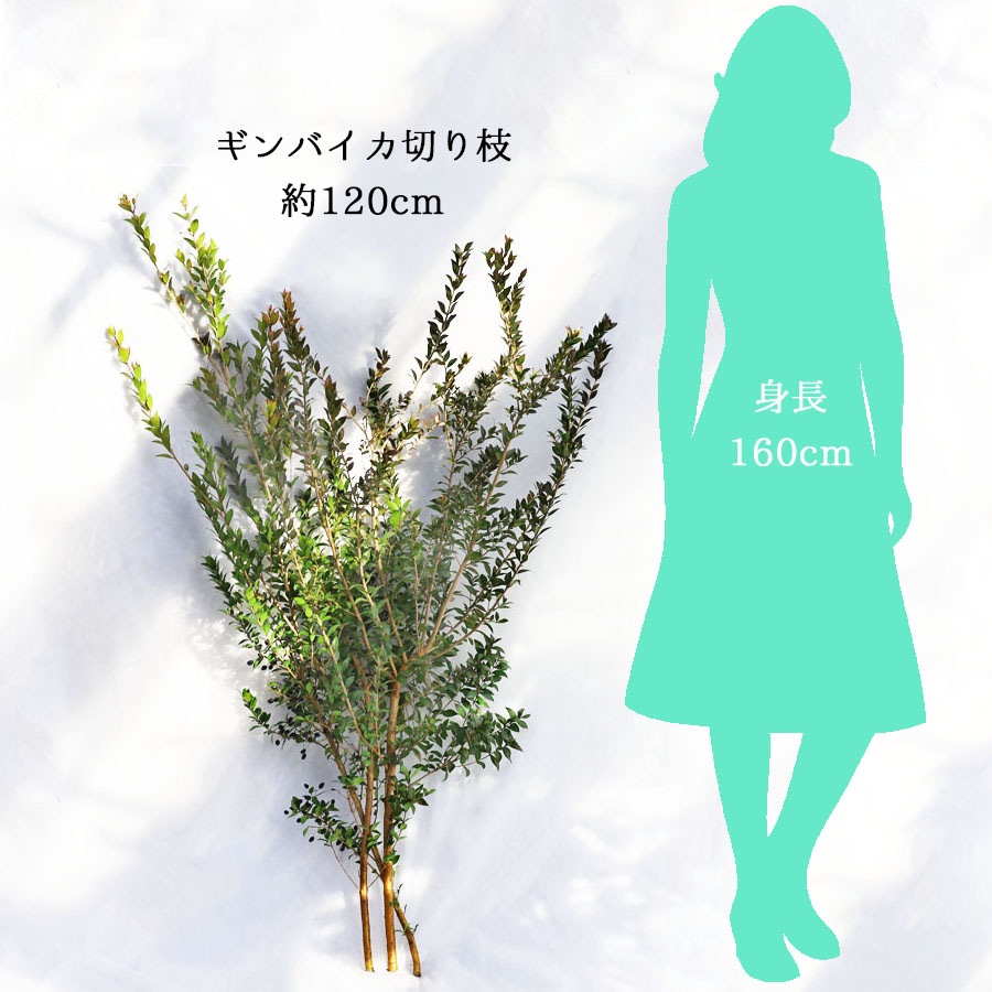 切り枝（枝物）ギンバイカ（銀梅花・銀香梅・マートル）約120cm【5本セット】【送料F】