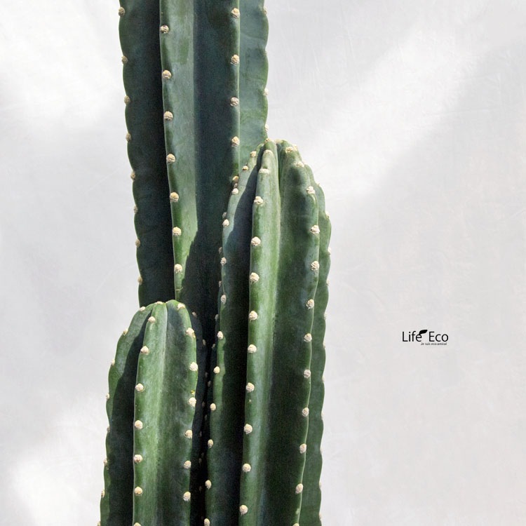 多肉植物 柱サボテン（三本立） / 8寸・約H85cm【送料E】