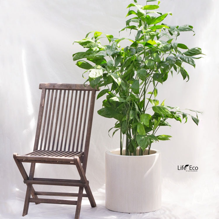 植木鉢 軽量大型 FRP製 エンバス シリンダー ホワイト（白） / φ40cm×H40cm（13号）【送料E】
