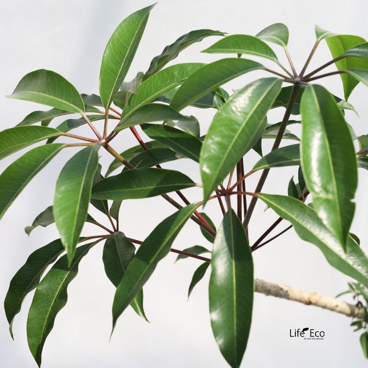 観葉植物 大型 シェフレラ・チュピタンサス（ツピタンサス） 曲げ / 8寸・約W60cm×H120cm【送料I】