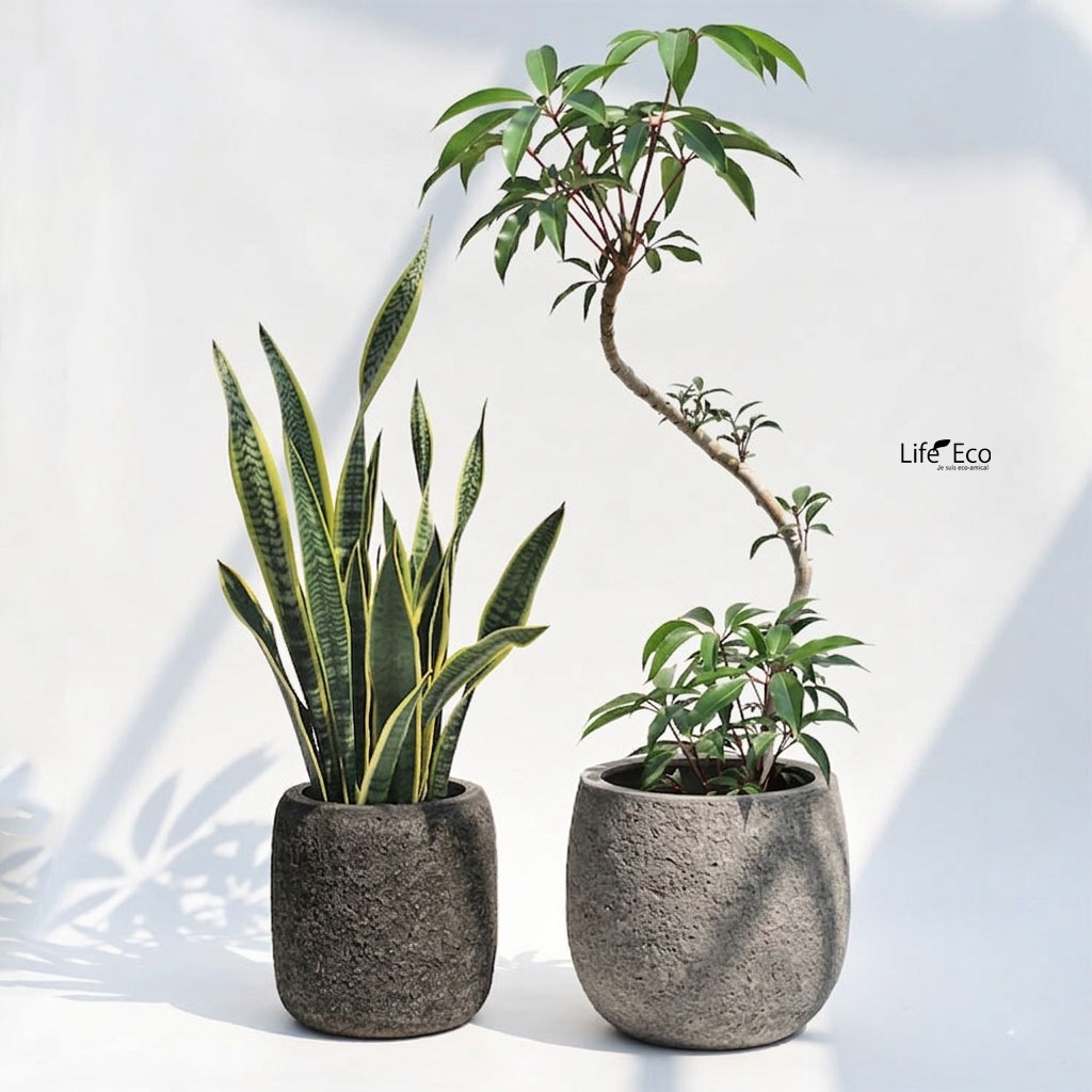 観葉植物 大型 シェフレラ・チュピタンサス（ツピタンサス） 曲げ / 8寸・約W60cm×H120cm【送料I】