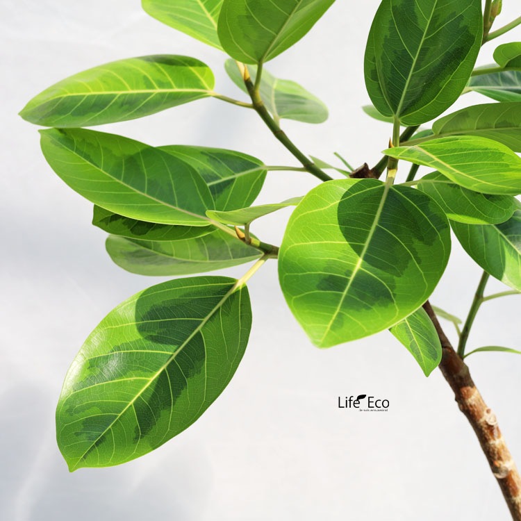 大型植物/フィカス・アルテシーマ 観葉植物 大型 フィカス・アルテシーマ / 8寸・約W70cm×H140cm