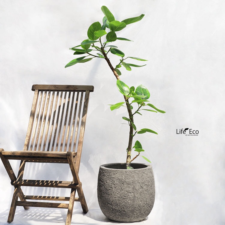 観葉植物 大型 フィカス・アルテシーマ / 8寸・約W70cm×H140cm
