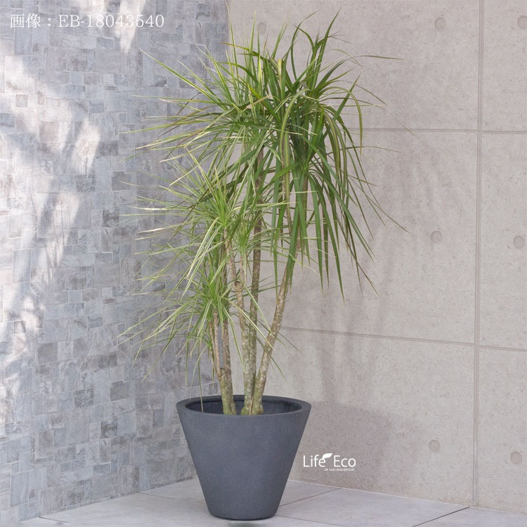 植木鉢 大型 FRP製（ファイバー） おしゃれ 軽量 LL シンプルコーン ラウンド グレー（灰）深型 φ50cm×H41cm（17号）【送料F】