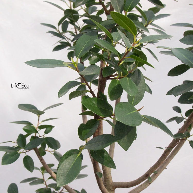 観葉植物 大型 フィカス・フランスゴム / 8寸・約W55cm×H145cm【送料J】