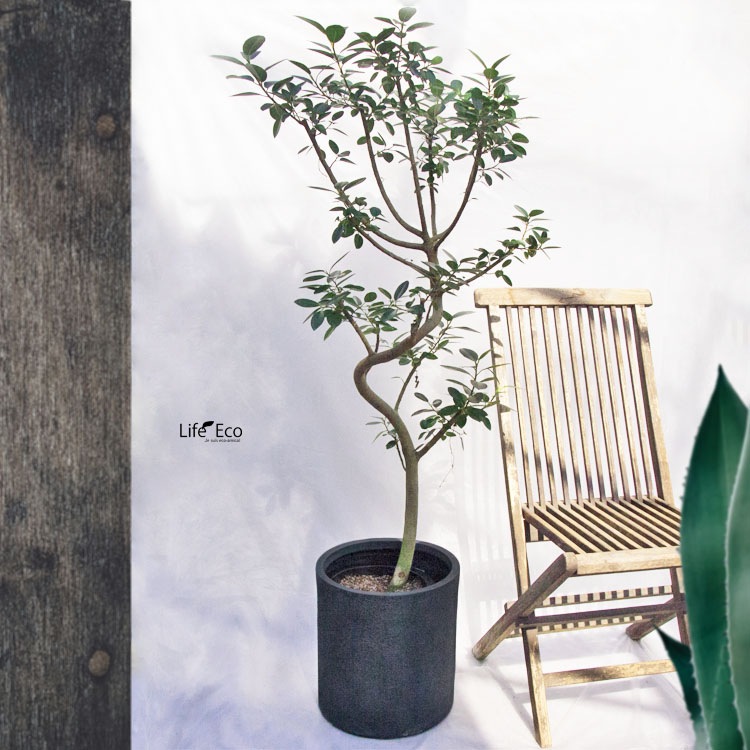 観葉植物 大型 フィカス・フランスゴム / 8寸・約W55cm×H145cm【送料J】
