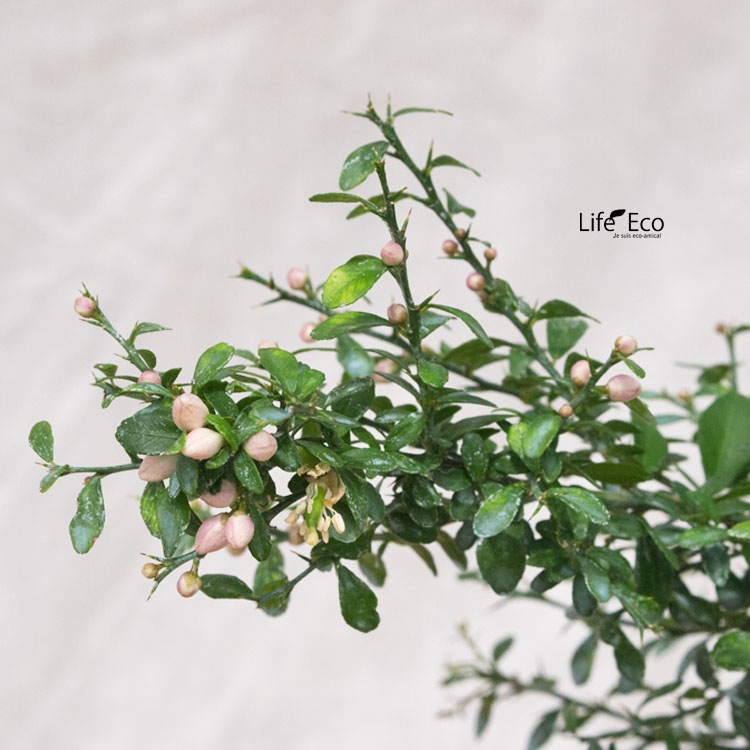 ①*:ஐ粒々食感！*:ஐ接木・フィンガーライム・苗木【リトルルビー】苗・5