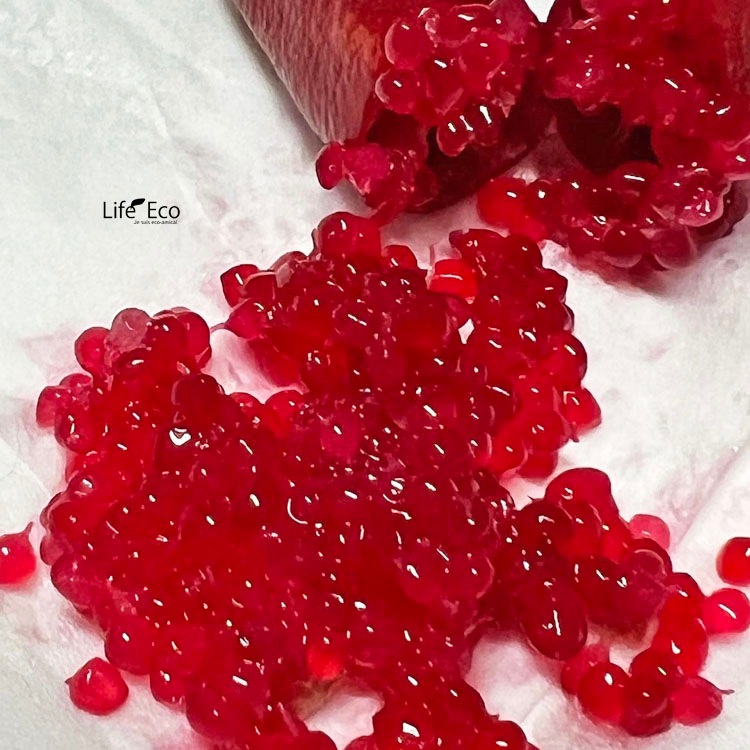 庭木・植木 フィンガーライム・リトルルビー / 5寸・約W40×H30～50cm