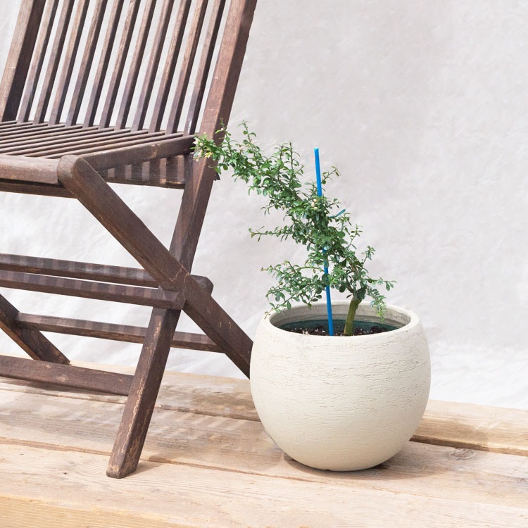 庭木・植木 フィンガーライム・リトルルビー / 5寸・約W40×H30～50cm【送料E】