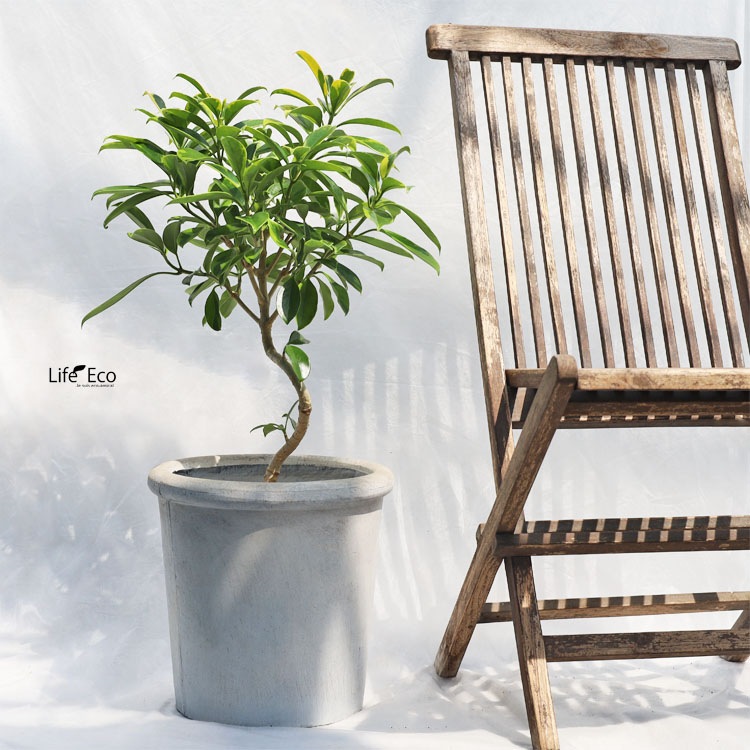 観葉植物 フィカス・ファグライア（斑入り） / 7寸・約W45cm×H80cm