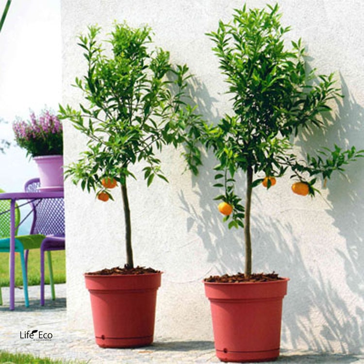 植木鉢 軽量（底面給水型ポット）ハイドポット マルサラ 23cm（8号