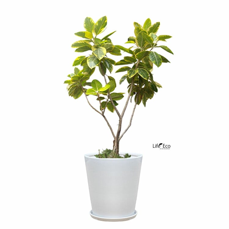 ACTUS TJS DOM IMBH20 植木鉢 10号鉢用 フラワー・ガーデニング ACTUS TJS DOM IMBH20 植木鉢