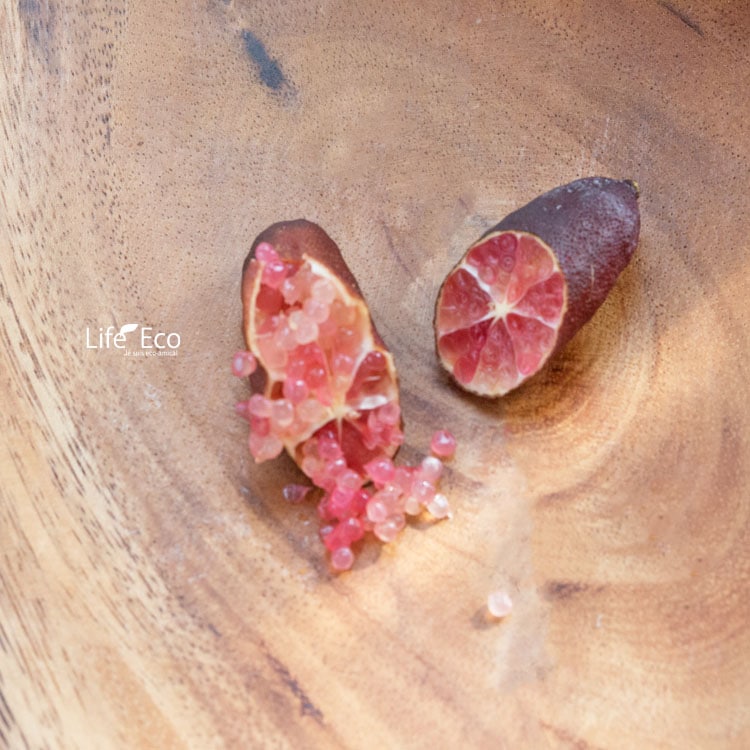 庭木・植木 フィンガーライム・リトルルビー / 8寸・約W70×H70～90cm【送料E】