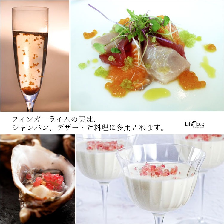 庭木・植木 フィンガーライム・リトルルビー / 8寸・約W70×H70～90cm【送料E】