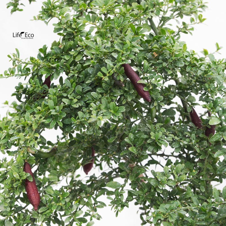 庭木・植木 フィンガーライム・リトルルビー / 8寸・約W70×H70～90cm【送料E】