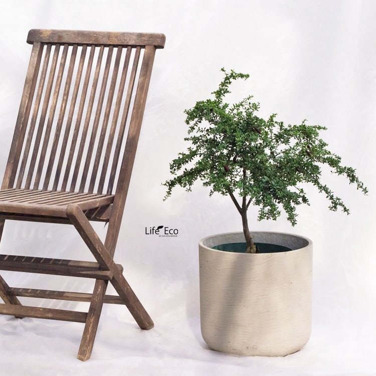 庭木・植木 フィンガーライム・リトルルビー / 8寸・約W70×H70～90cm