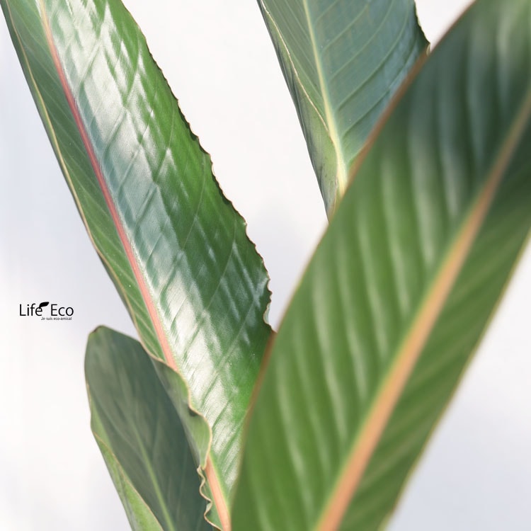 観葉植物 大型 ストレリチア・レギネ（極楽鳥花・ゴクラクチョウカ） / 10寸・約W90cm×H130cm【送料I】