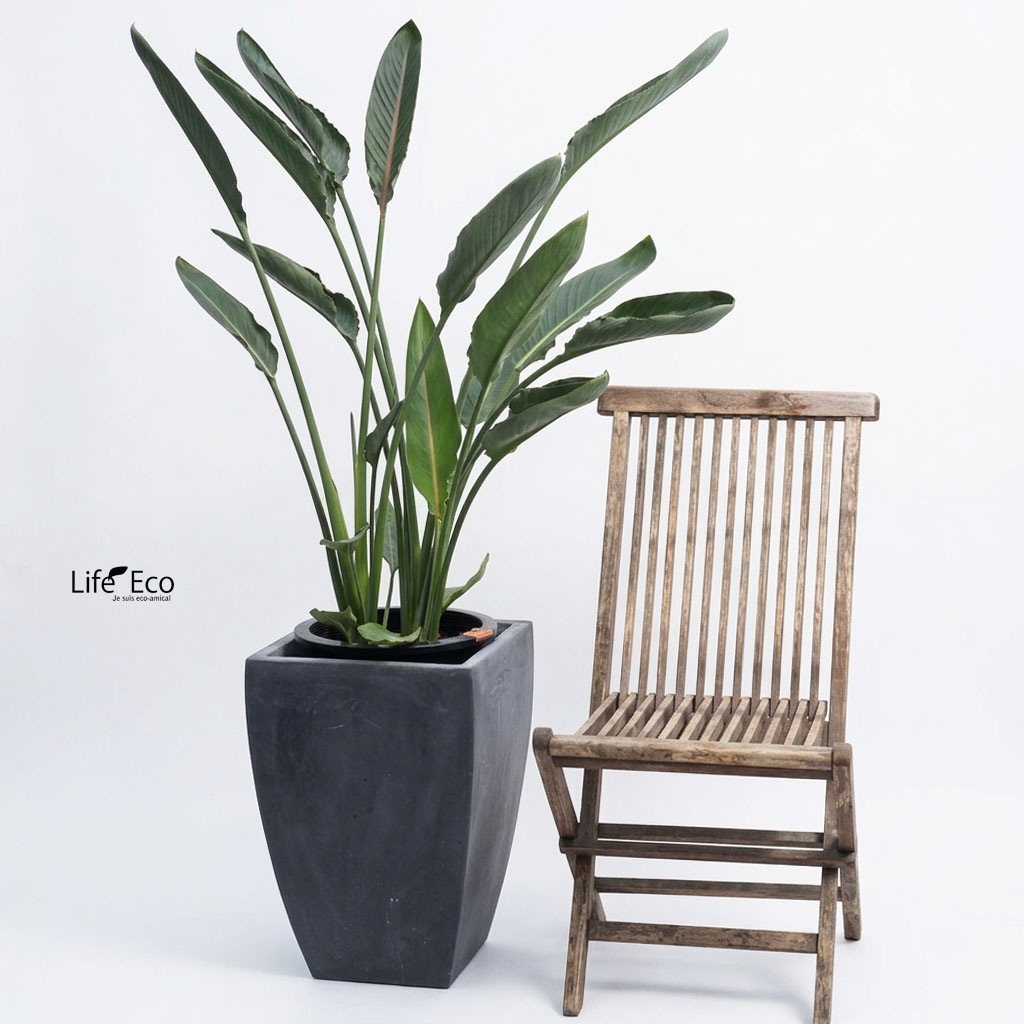 観葉植物 大型 ストレリチア・レギネ（極楽鳥花・ゴクラクチョウカ） / 10寸・約W90cm×H130cm【送料I】
