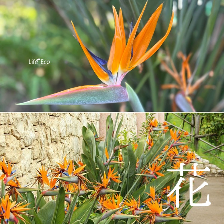 観葉植物 大型 ストレリチア・レギネ（極楽鳥花・ゴクラクチョウカ） / 10寸・約W90cm×H130cm【送料I】