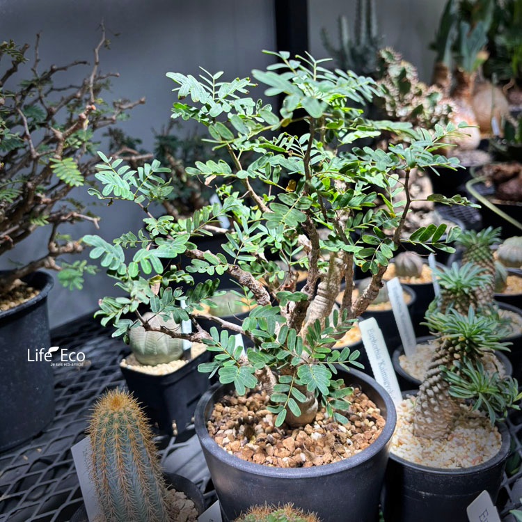 塊根植物【一点物】センナ・メリディオナリス / 約W20cm×H35cm【送料無料】