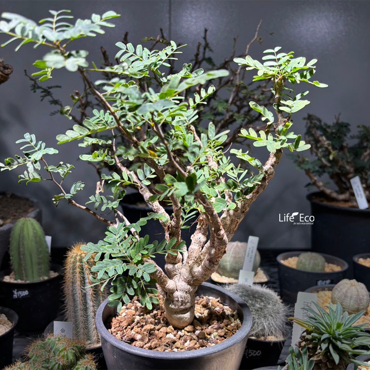 塊根植物【一点物】センナ・メリディオナリス / 約W20cm×H35cm【送料無料】