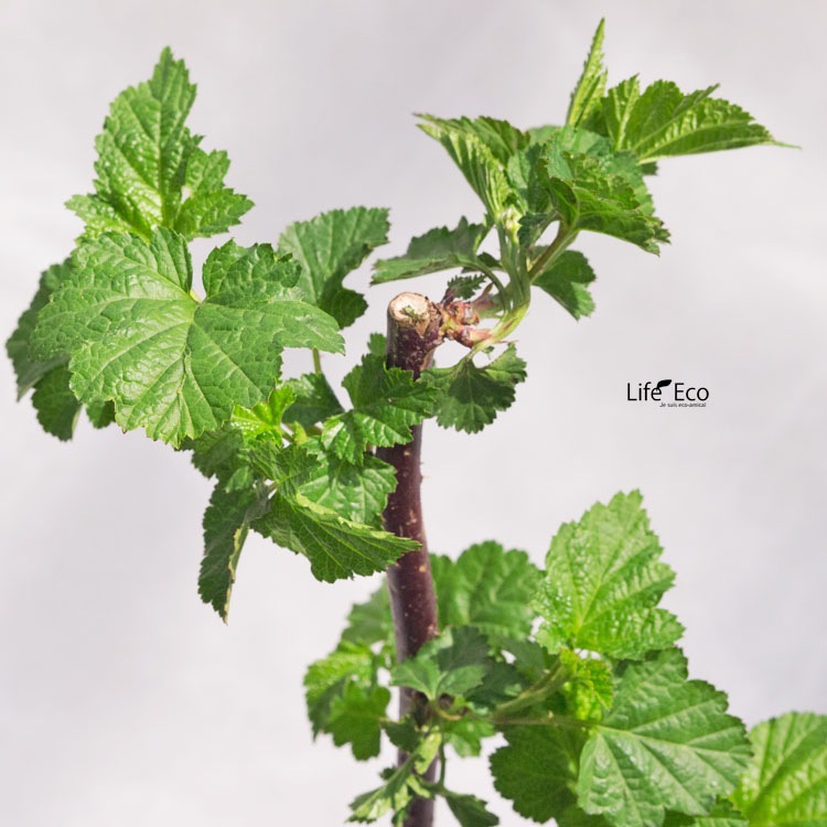 庭木・植木 ハラベリー（原ベリー、ラズベリー・レッドドリーム） / 4寸・約H60～80cm【送料E】