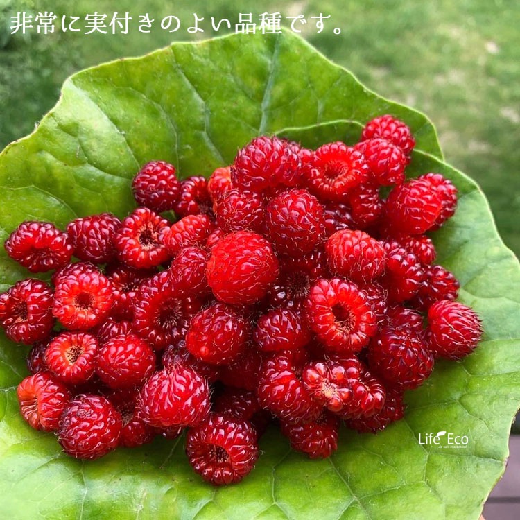 ベリー様専用 ベリー4個 Hattchanさま専用出品ヨギフ☆ミックスベリー