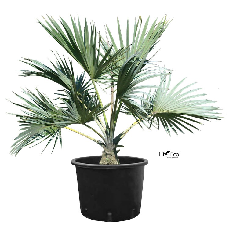 植木鉢 軽量 ナーセリーポット ロータイプ（育苗、栽培、インナーポット用） ブラック（黒） / φ33cm×H26cm（11号）【10個入】【送料F】