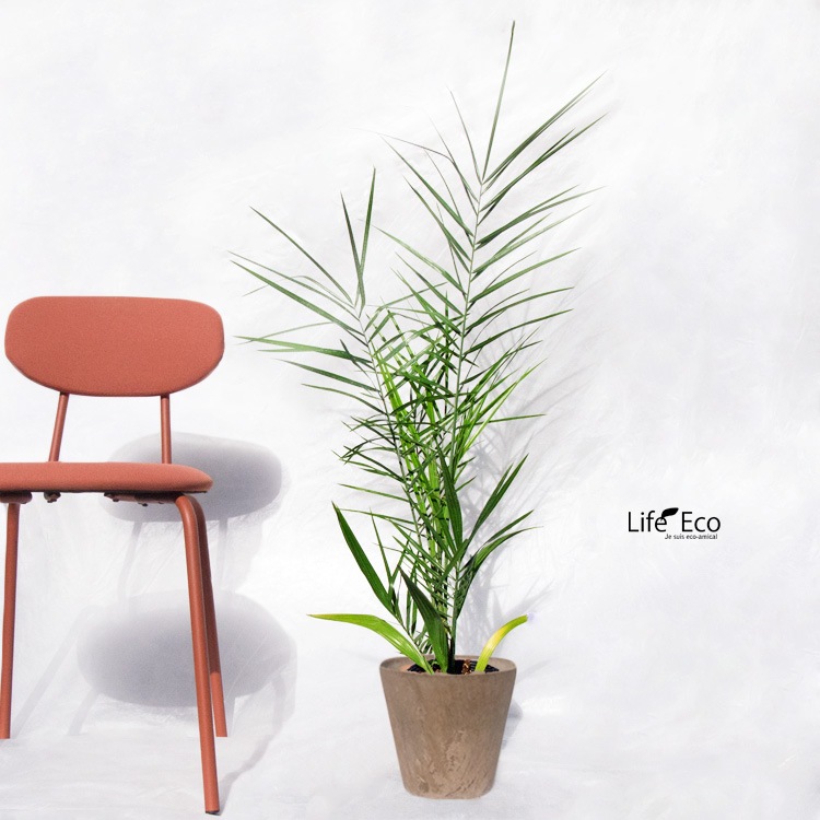 庭木・植木 フェニックス・シルベストリス（シルバーデーツパーム） / 6寸・約50cm×H120cm【送料F】