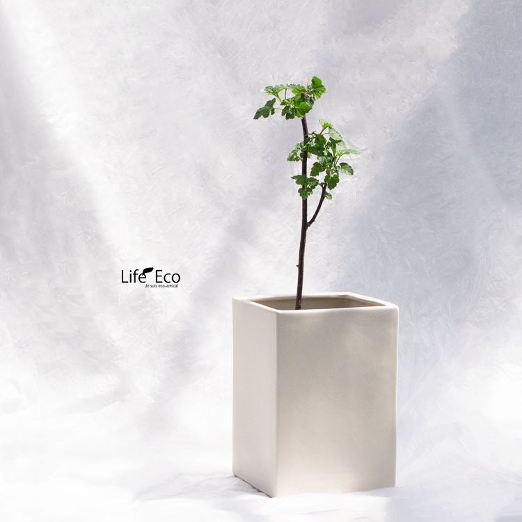 庭木・植木 ハラベリー（原ベリー、ラズベリー・レッドドリーム） / 4寸・約H60～80cm【4株セット】【送料E】