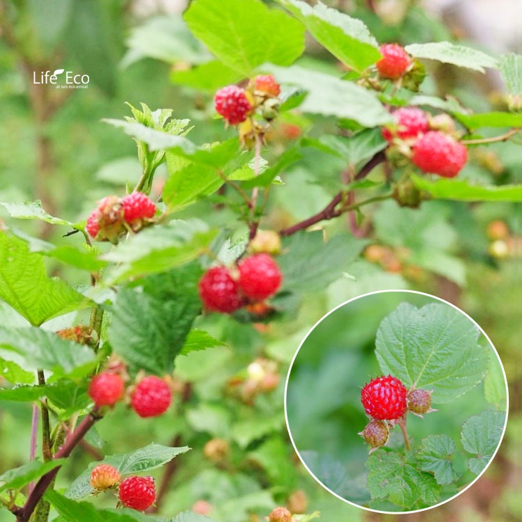 庭木・植木 ハラベリー（原ベリー、ラズベリー・レッドドリーム） / 4寸・約H60～80cm【4株セット】【送料E】