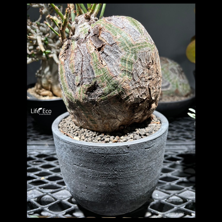 塊根植物【一点物】プセウドボンバックス（シェービングブラシツリー） / 幹幅約13cm×高さ約30cm【送料無料】