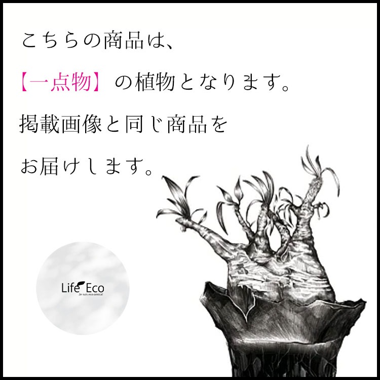 塊根植物【一点物】プセウドボンバックス（シェービングブラシツリー） / 幹幅約13cm×高さ約30cm【送料無料】