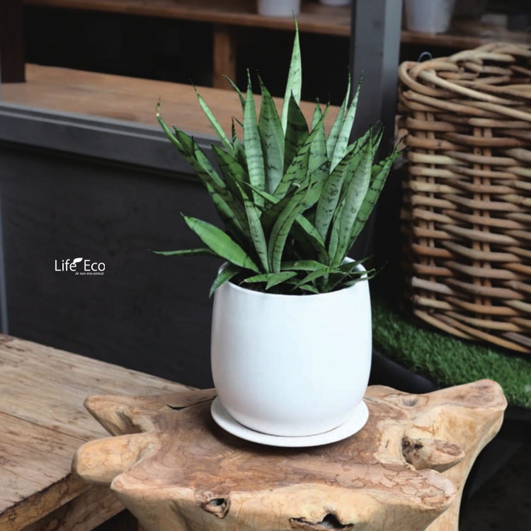 植木鉢 釉薬陶器製 インテリアポット オスト ボール マットホワイト（白） / φ11.5cm×H12cm（4号）受皿付【送料B】