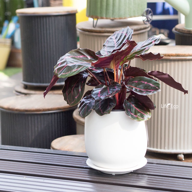 植木鉢 釉薬陶器製 インテリアポット オスト ボール マットホワイト（白） / φ11.5cm×H12cm（4号）受皿付【送料B】