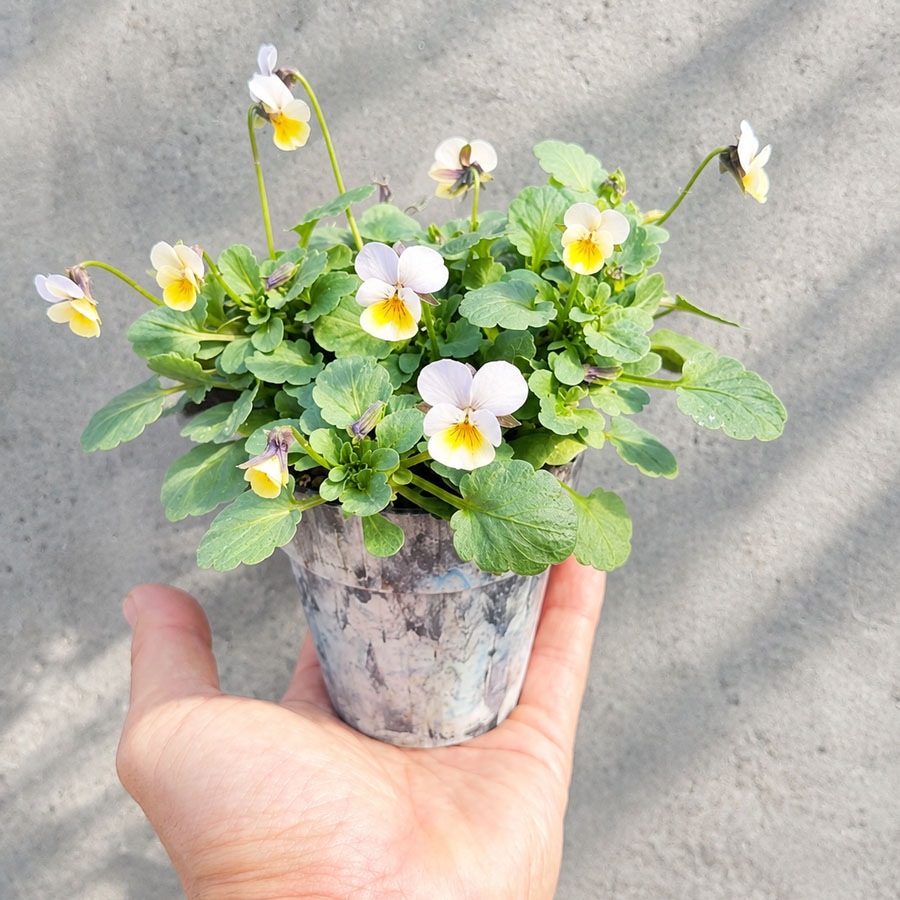 【予約受付】花苗 ナノビオラ（NANO VIOLA） / 2.5寸ロングポット【6株セット】【送料F】