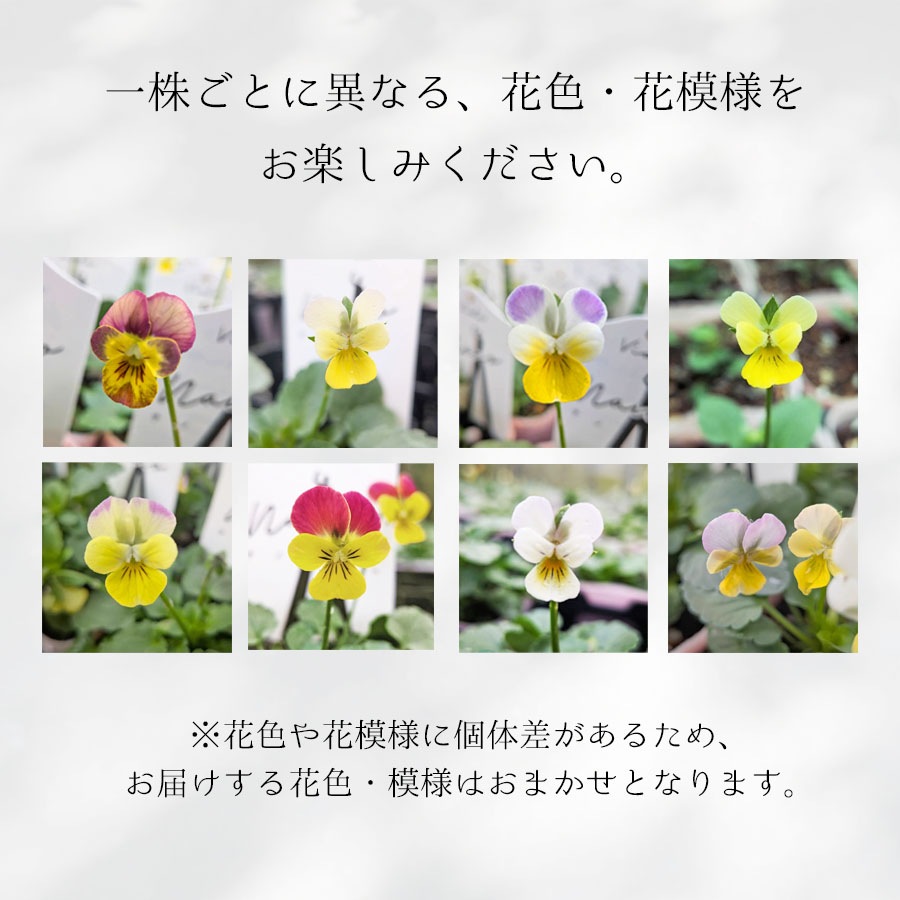 【予約受付】花苗 ナノビオラ（NANO VIOLA） / 2.5寸ロングポット【6株セット】【送料F】