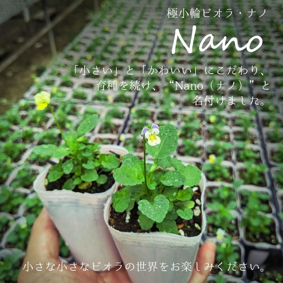 【予約受付】花苗 ナノビオラ（NANO VIOLA） / 2.5寸ロングポット【6株セット】【送料F】