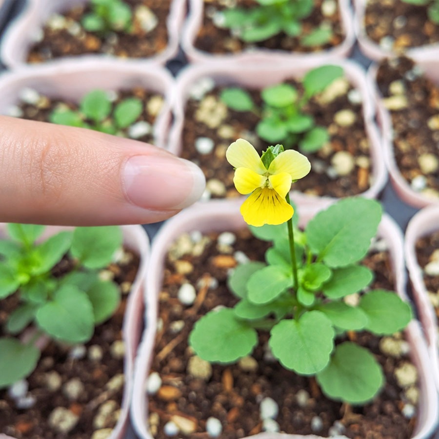 【予約受付】花苗 ナノビオラ（NANO VIOLA） / 2.5寸ロングポット【6株セット】【送料F】